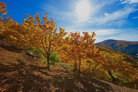 Chestnut