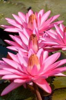 Water Lily
