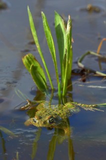 Natterjack Toad