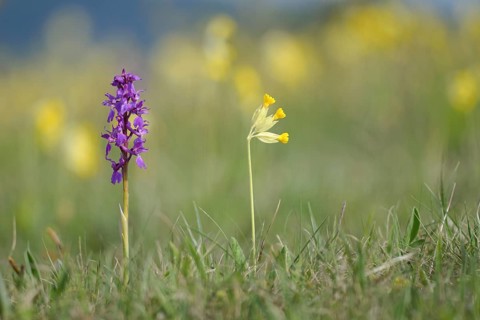 Early purple orchid