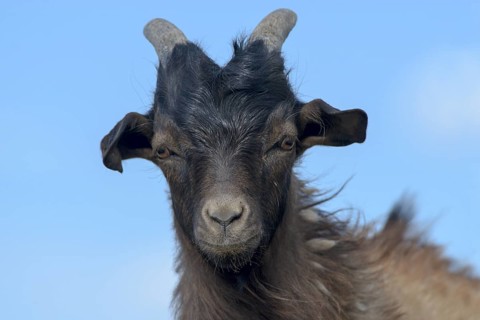 Cashmere goat