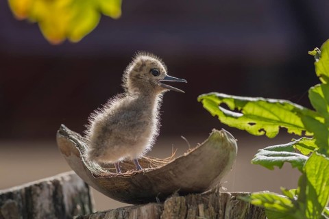 White tern