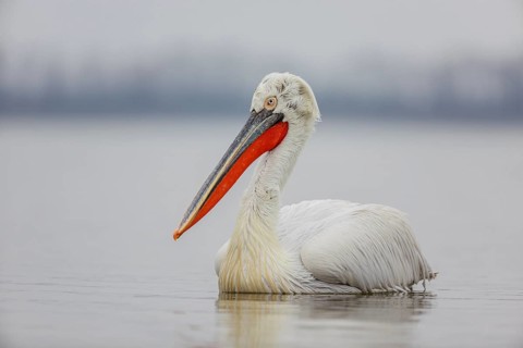 Dalmatian pelican