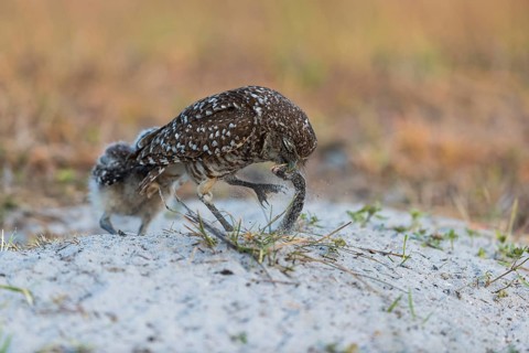 Burrowing owl