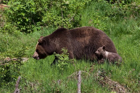 Brown bear
