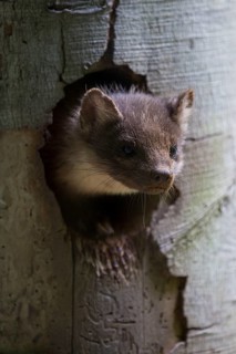 European pine marten