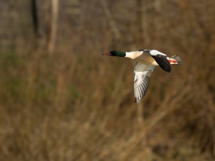 Common merganser