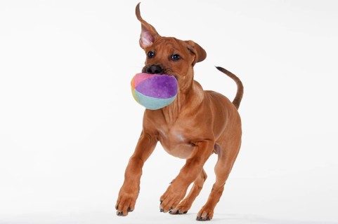 Rhodesian Ridgeback