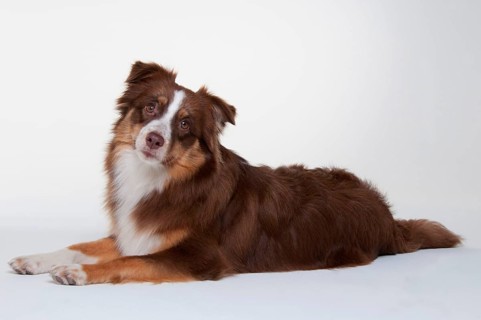 Miniature Australian Shepherd