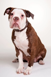Olde English Bulldog