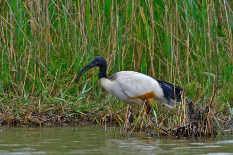 African sacred ibis