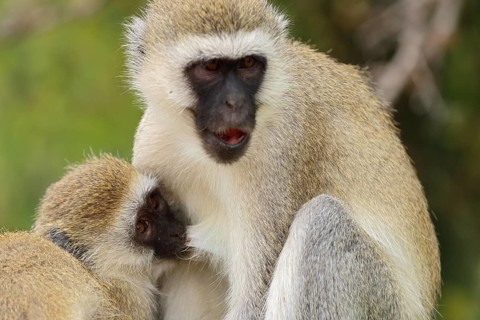 Vervet Monkey
