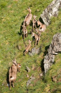 Chamoises