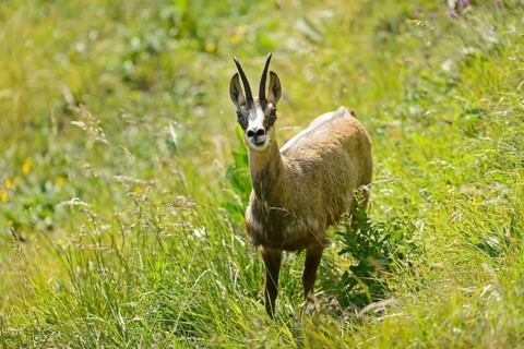 Chamois