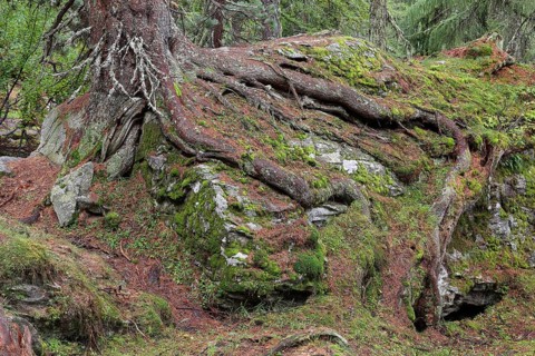 Swiss pine