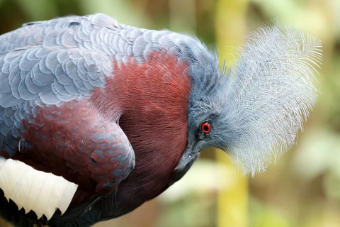 Red-breasted Crowned Pigeon