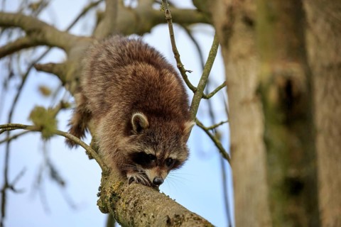 Racoon