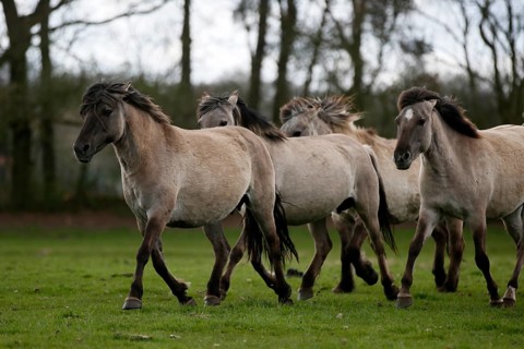 Wild Horse Duelmen