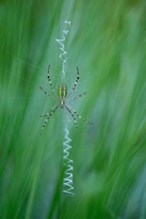 Wasp spider
