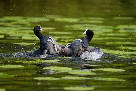 Fighting eurasian coots