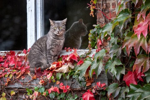 Domestic cat