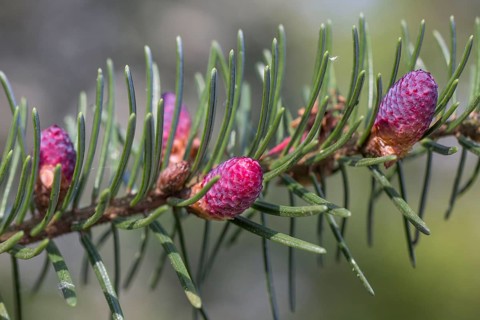 European silver fir
