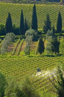 Vineyard near Sant' Antimo Abbey