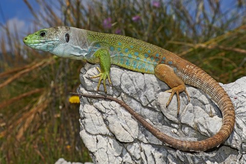 Scaled lizard