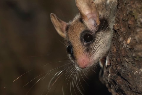 Garden dormouse
