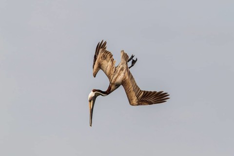 Brown Pelican