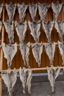 Dried fish