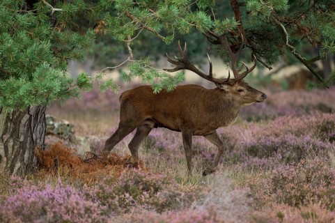 Red deer in the Hoge Veluwe National Park