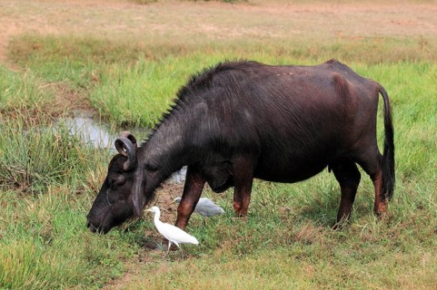 Asian water buffalo