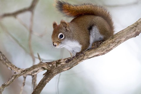 Red squirrel perched on a branch