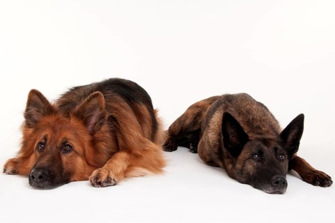 Old German shepherd dog