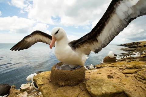 Black-browed Albatross