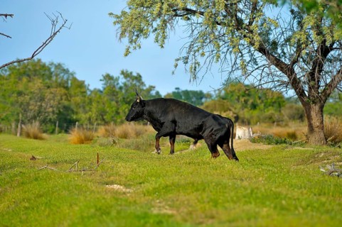 Domestic Cattle