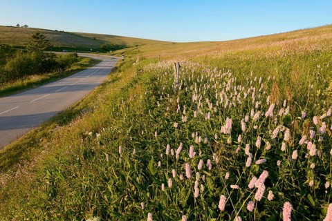 Meadow knotweed