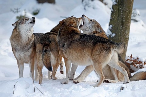 European Wolf