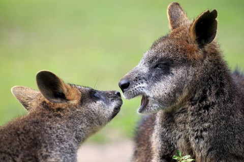 Bennett's wallaby