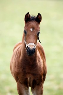 English thoroughbred horse