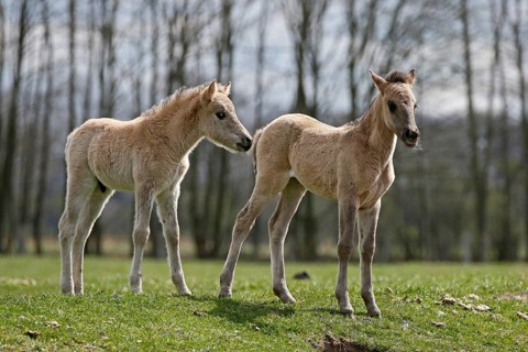 Wild Horse Duelmen