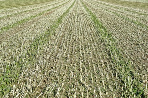 Harvested corn