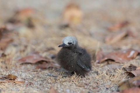 Slender-noddy tern