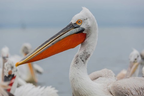 Dalmatian pelican