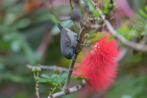 Seychelles Sunbird