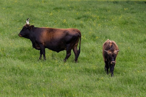 Aurochs