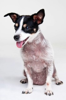 Jack Russell Terrier