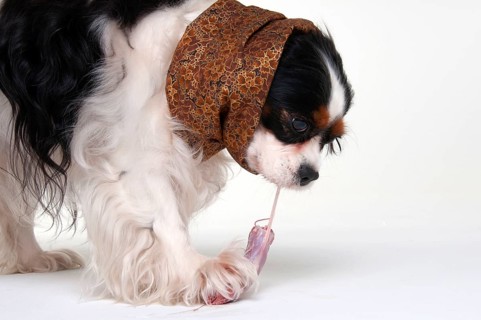 Cavalier King Charles Spaniel