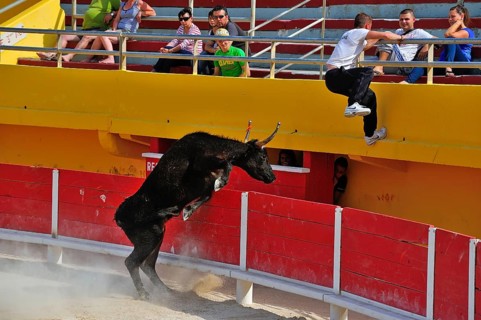 Bullfight